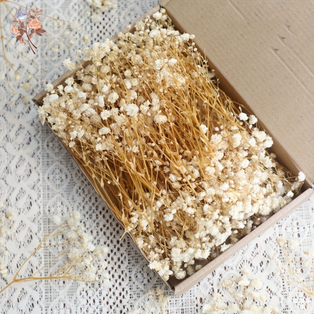 100pcs Mini Dried Baby's Breat - Craft Embellishment review and price